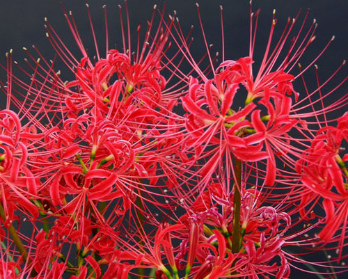绝对不能在家里养这几种花,虽好看,却暗藏剧毒