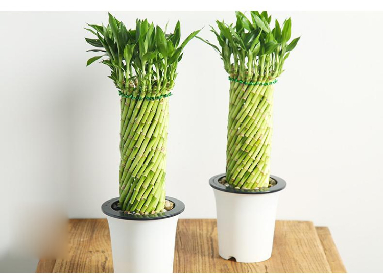 植物分凶吉!2种"大凶"花卉你家有吗?8大"吉花"养人聚财
