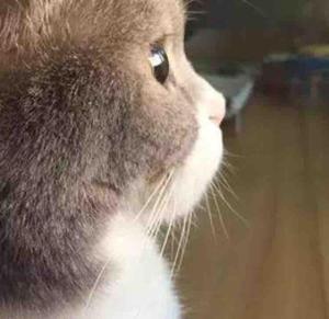 可怜的小猴眼睛受伤失明 瘸腿妈妈没有放弃它 担心小猴如何生活 西瓜视频