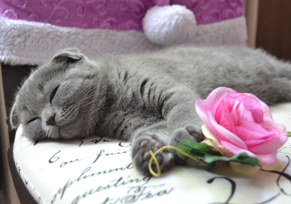 还在为猫毛满天飞发愁?这些清理猫毛的小技