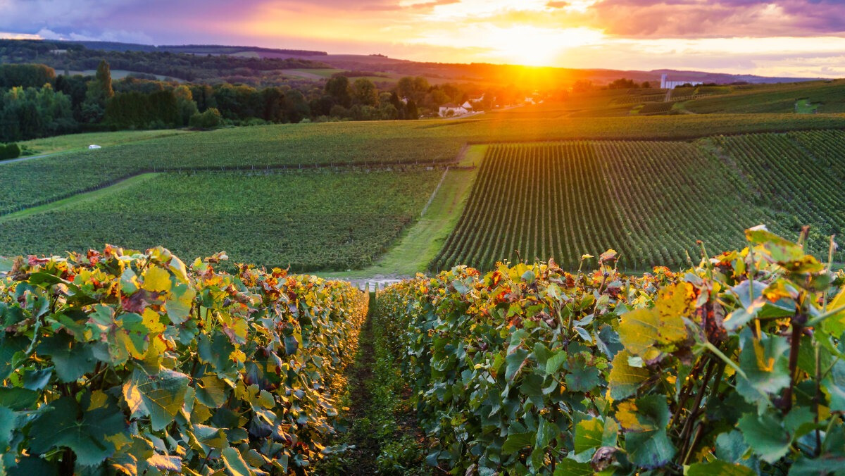 传承经典82年,法国拉菲享誉全球