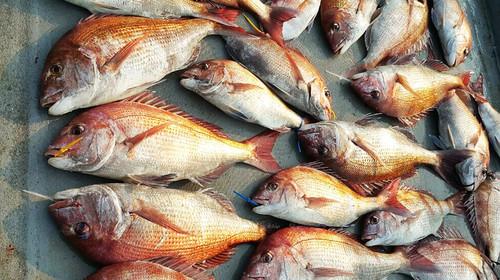 钓大鱼必备,分享一款自制钓鱼小药配方