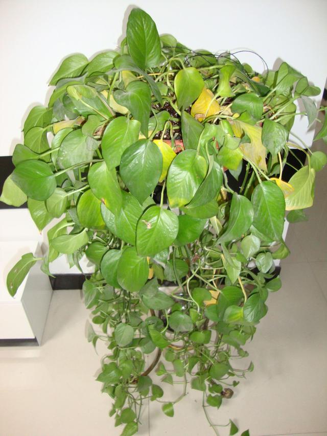 家里的绿萝叶子发黄了怎么办?教你几招,立马窜