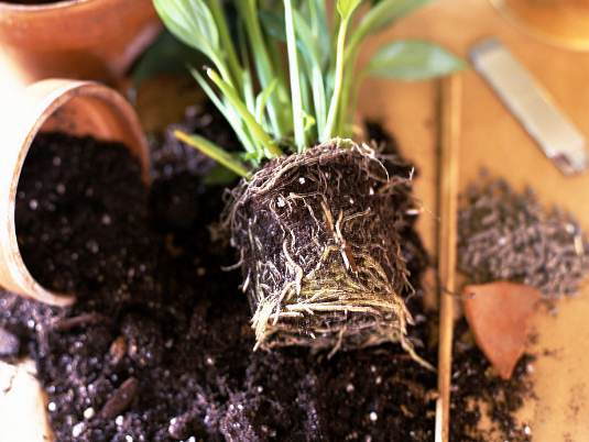 盆栽土壤的选择有学问,这些讲究要记住,养花新
