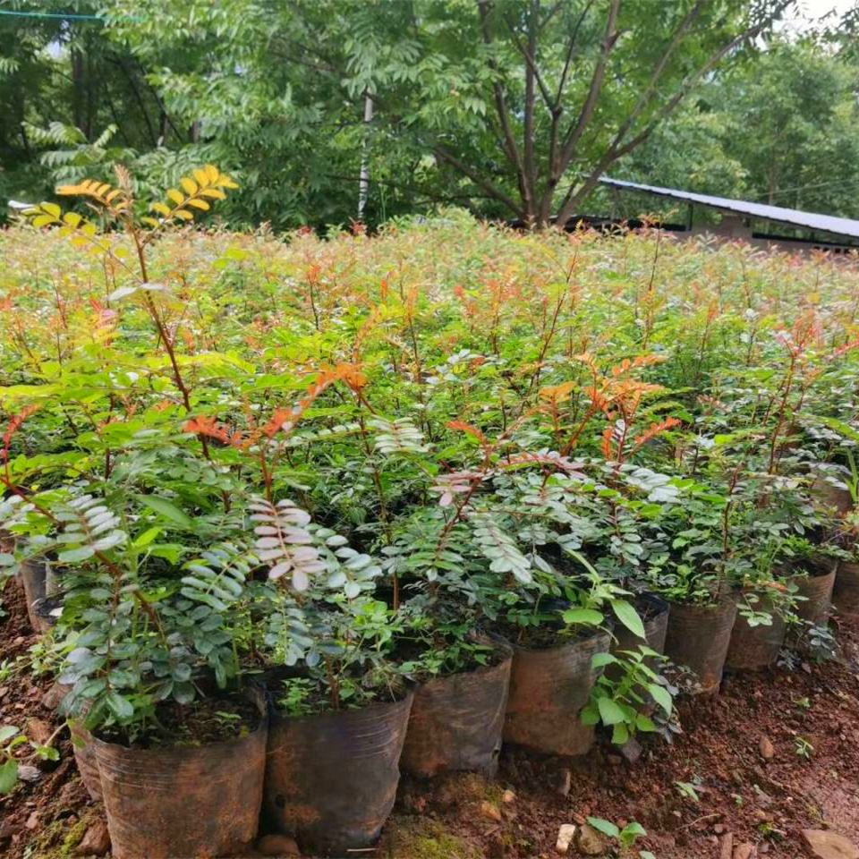 云南正宗红芽清香木树苗绿植营养袋带土发货栽培高25cm50cmtoobigdata