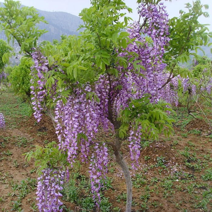 私家花园中上这些花，浓郁芬芳的香味便扑鼻而来