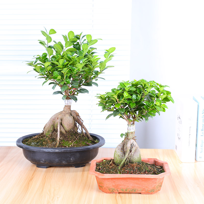 家里绿植别乱买了,摆上这些好看室内盆栽,家里