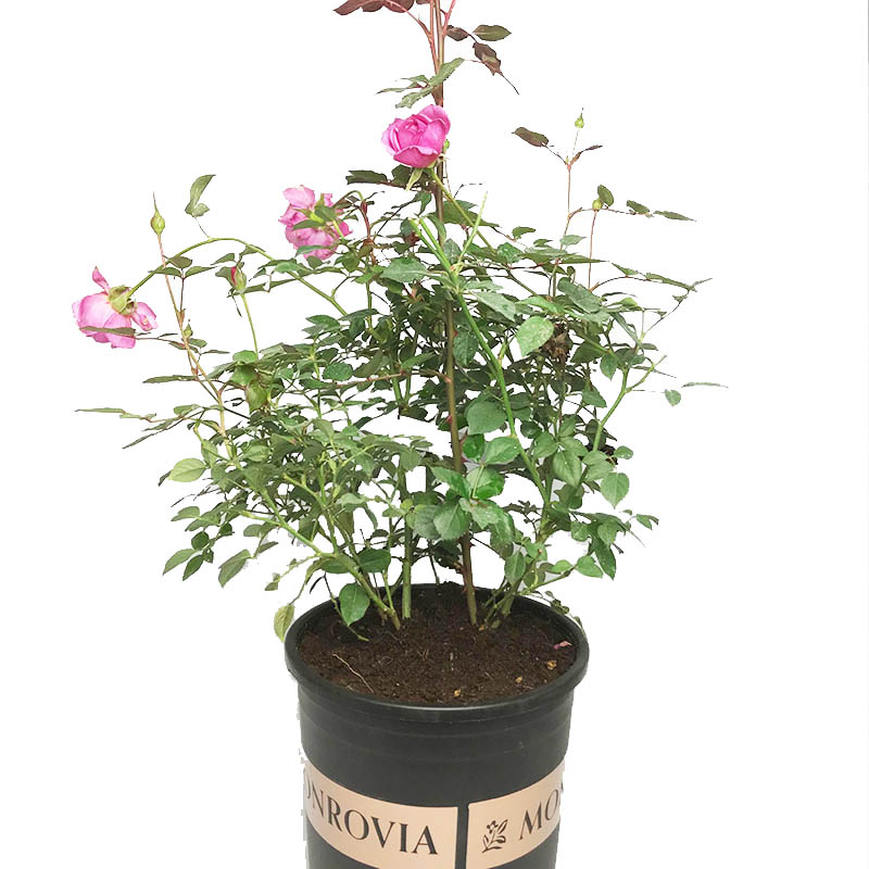 家有庭院阳台不要浪费,种这攀爬凌霄花,开花