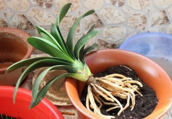 浇花水里放点它,比花肥管用百倍,不烂根不黄