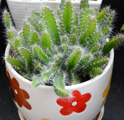 一直以为火龙果盆栽是一个传说,万万没想到真