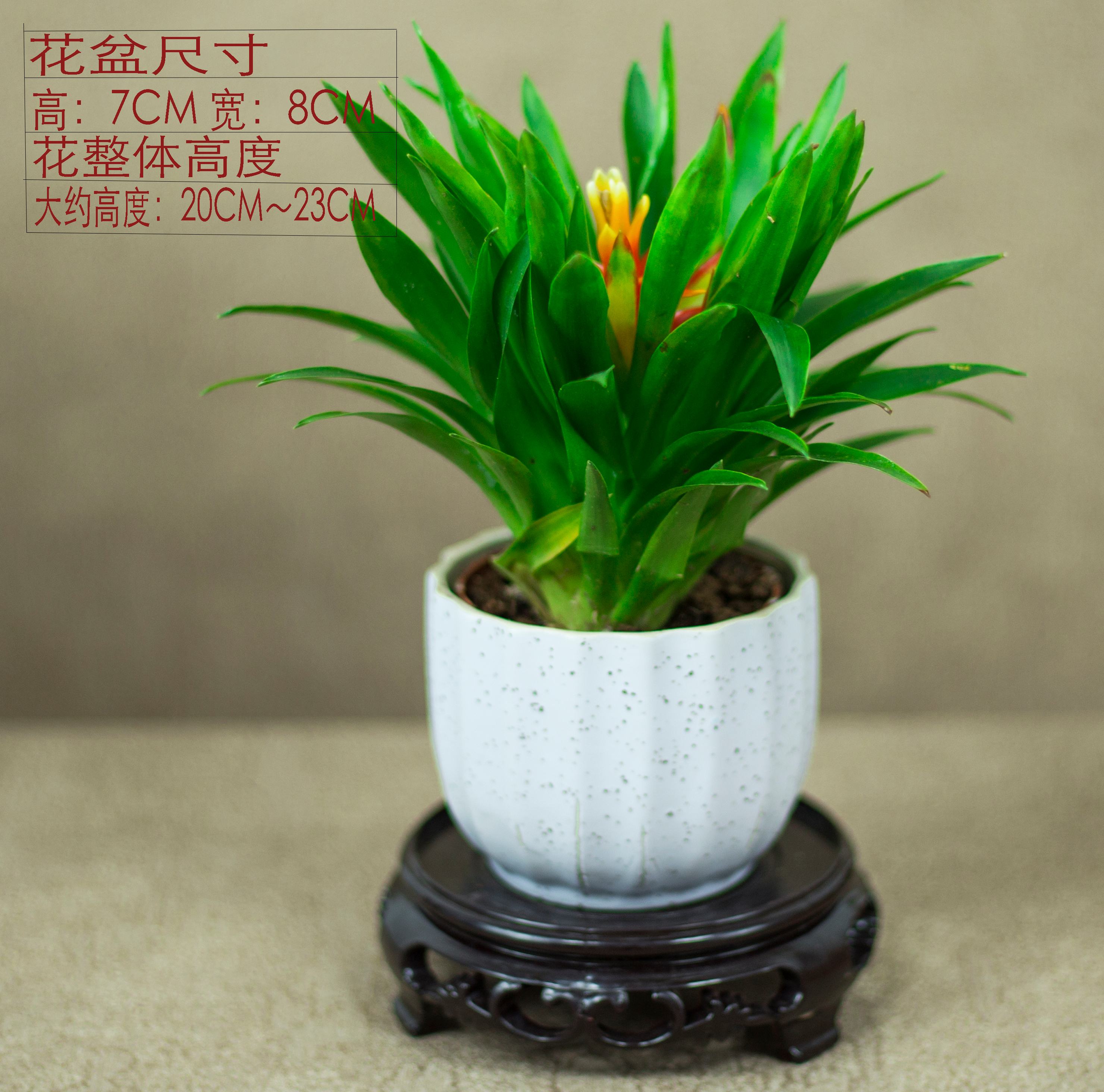 小凤梨,电脑宝贝(带盆 托盘)