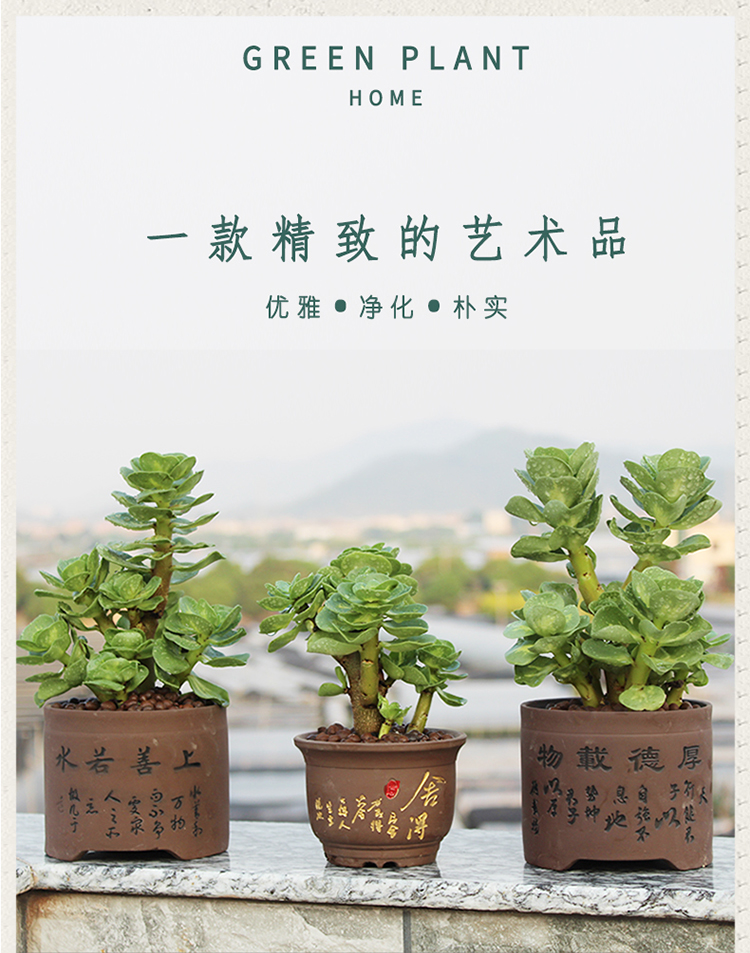 金钱木自然锦