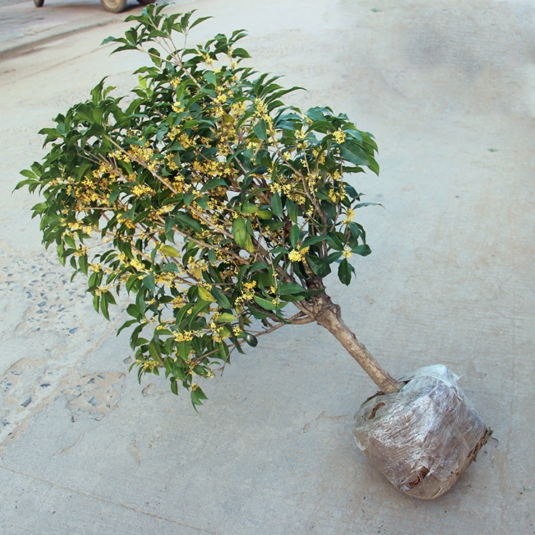 私家花園中上這些花，濃郁芬芳的香味便撲鼻而來(lái)