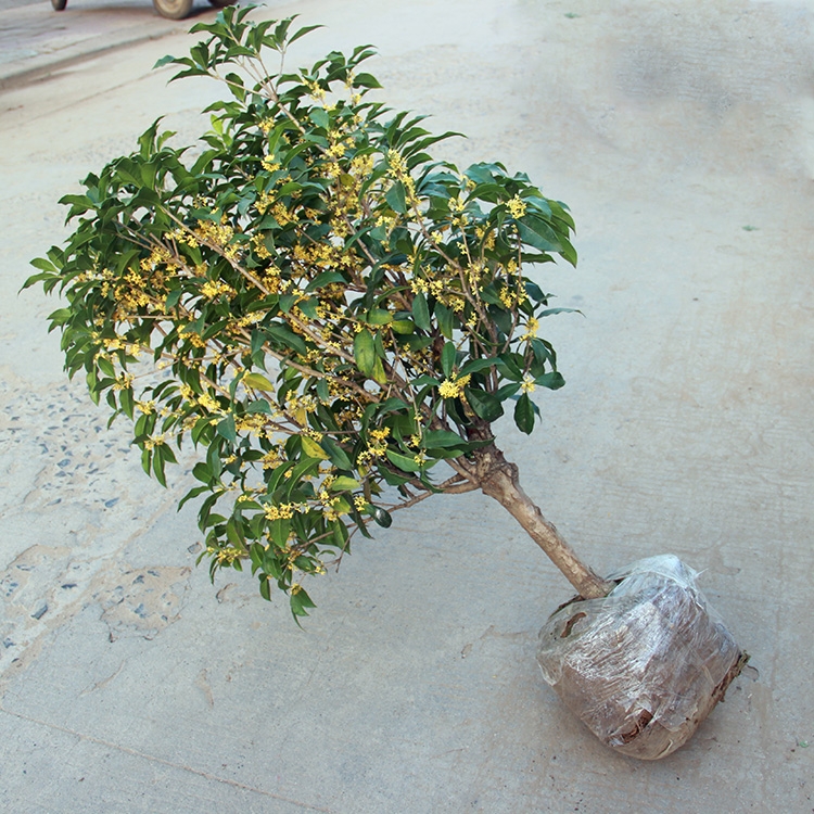 私家花园中上这些花，浓郁芬芳的香味便扑鼻而来